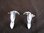 Silver Toucan Bird Stud Earrings